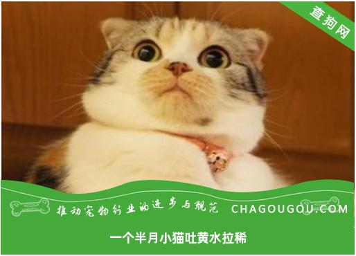 一个半月小猫吐黄水拉稀