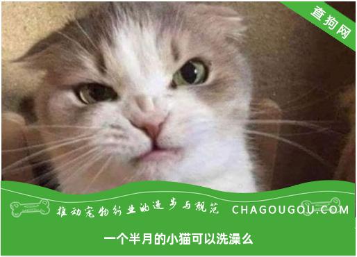 一个半月的小猫可以洗澡么