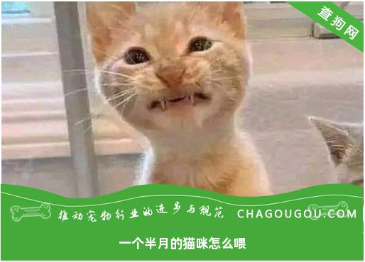 一个半月的猫咪怎么喂