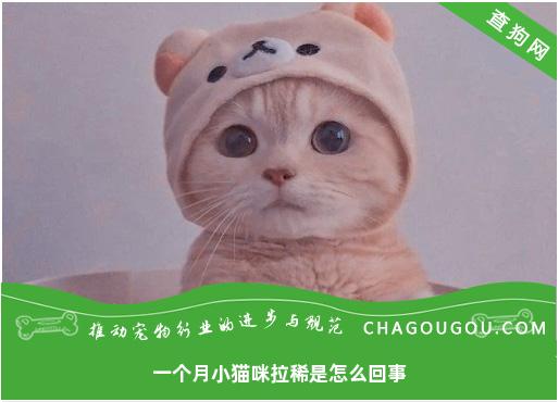 一个月小猫咪拉稀是怎么回事