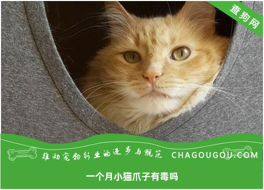 一个月小猫爪子有毒吗