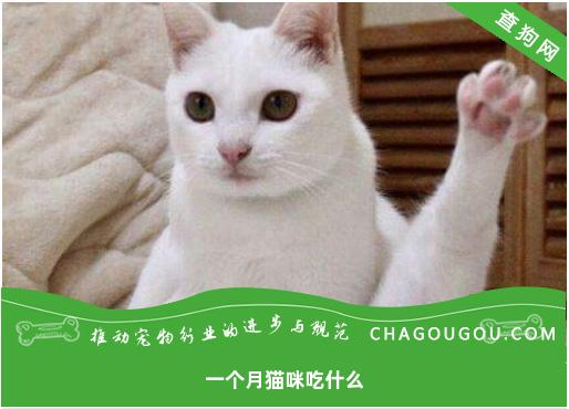 一个月猫咪吃什么