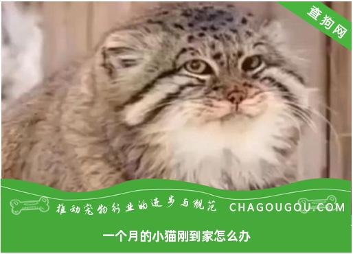 一个月的小猫刚到家怎么办