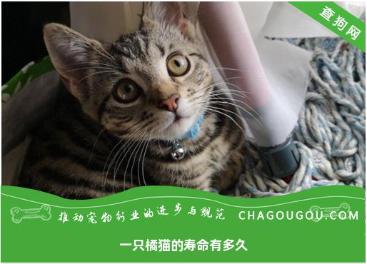 一只橘猫的寿命有多久