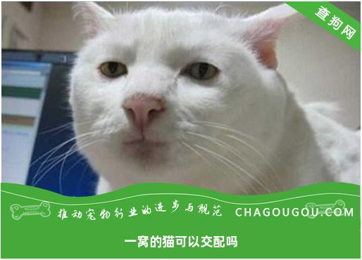 一窝的猫可以交配吗