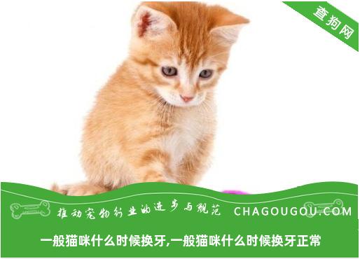 一般猫咪什么时候换牙,一般猫咪什么时候换牙正常