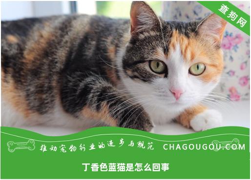 丁香色蓝猫是怎么回事