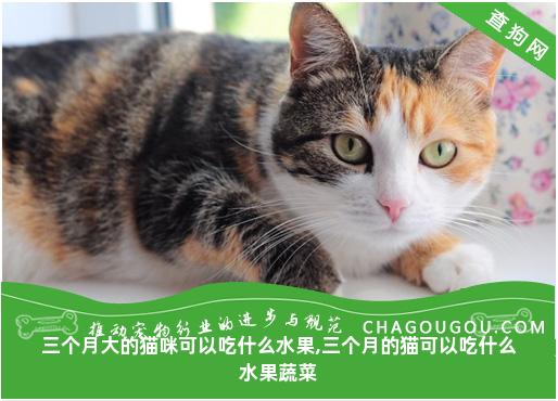 三个月大的猫咪可以吃什么水果,三个月的猫可以吃什么水果蔬菜