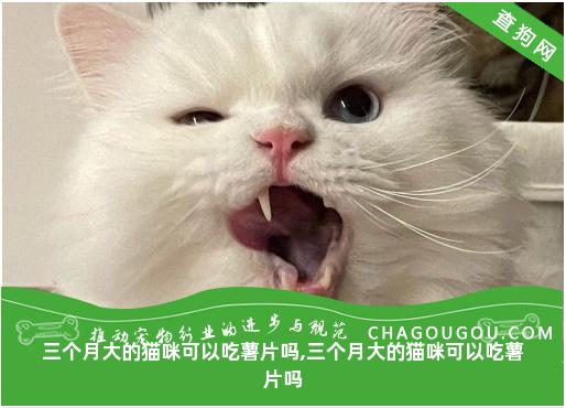 三个月大的猫咪可以吃薯片吗,三个月大的猫咪可以吃薯片吗