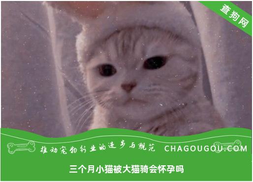 三个月小猫被大猫骑会怀孕吗