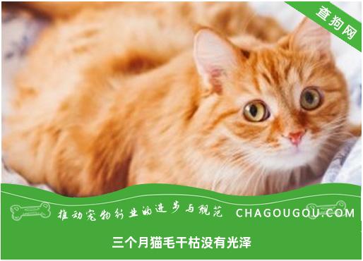 三个月猫毛干枯没有光泽