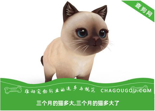 三个月的猫多大,三个月的猫多大了