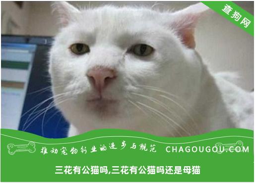 三花有公猫吗,三花有公猫吗还是母猫