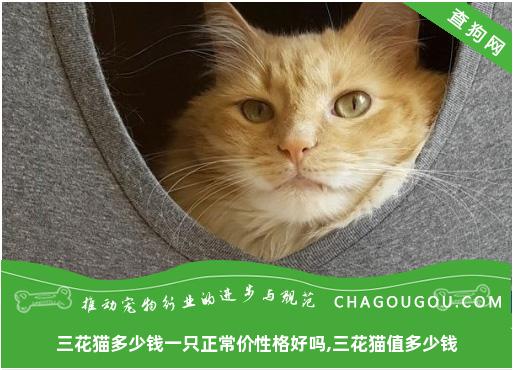 三花猫多少钱一只正常价性格好吗,三花猫值多少钱