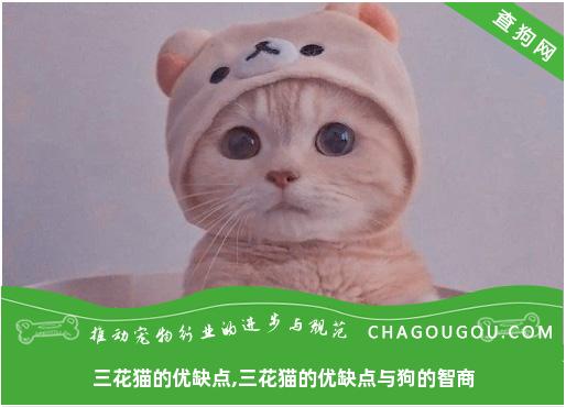 三花猫的优缺点,三花猫的优缺点与狗的智商