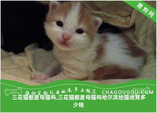 三花猫都是母猫吗,三花猫都是母猫吗哈尔滨给猫绝育多少钱