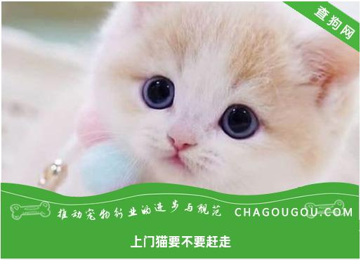 上门猫要不要赶走