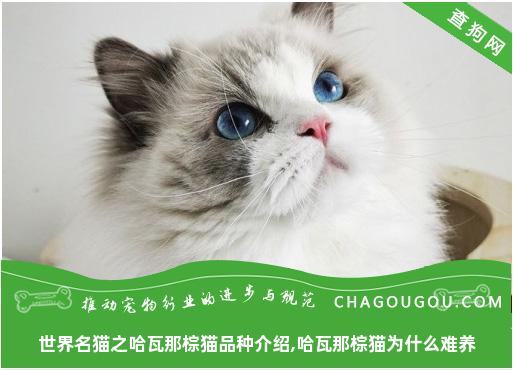 世界名猫之哈瓦那棕猫品种介绍,哈瓦那棕猫为什么难养