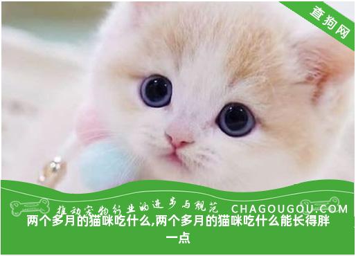 两个多月的猫咪吃什么,两个多月的猫咪吃什么能长得胖一点