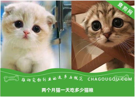 两个月猫一天吃多少猫粮