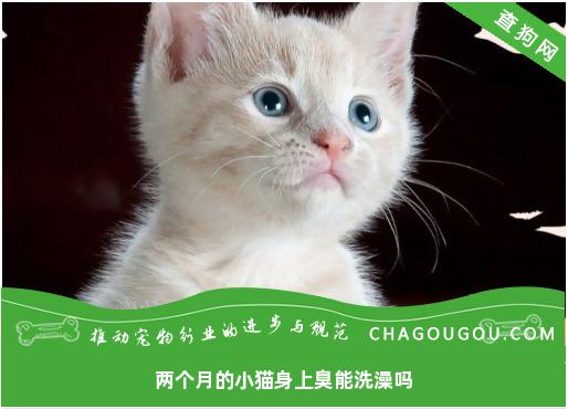 两个月的小猫身上臭能洗澡吗