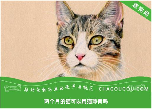 两个月的猫可以用猫薄荷吗