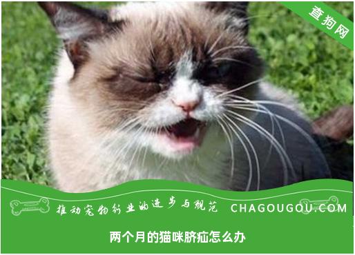 两个月的猫咪脐疝怎么办