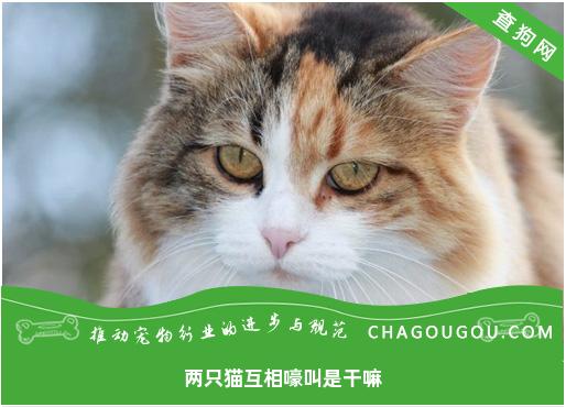 两只猫互相嚎叫是干嘛