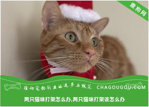 两只猫咪打架怎么办,两只猫咪打架该怎么办