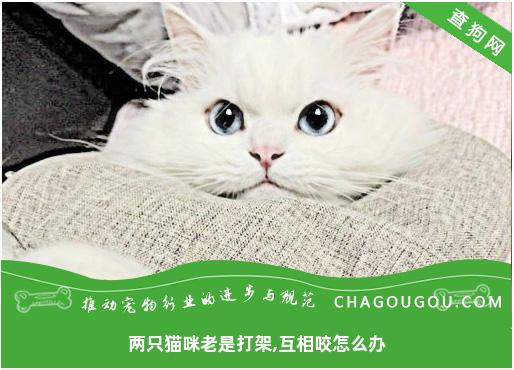 两只猫咪老是打架,互相咬怎么办