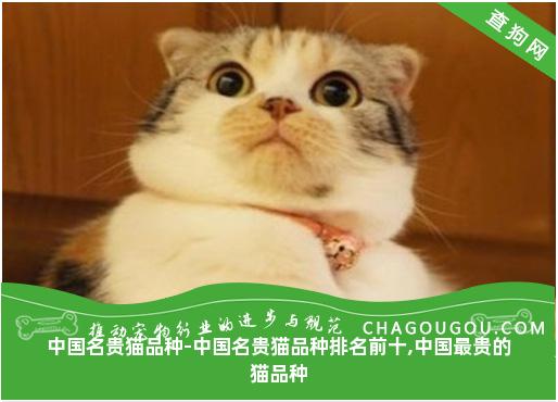 中国名贵猫品种-中国名贵猫品种排名前十,中国最贵的猫品种