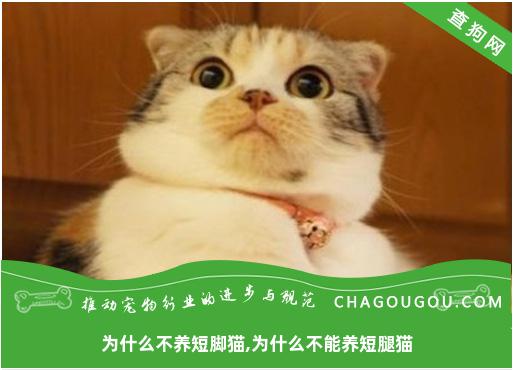 为什么不养短脚猫,为什么不能养短腿猫