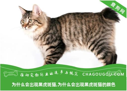 为什么会出现黑虎斑猫,为什么会出现黑虎斑猫的颜色