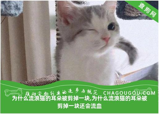 为什么流浪猫的耳朵被剪掉一块,为什么流浪猫的耳朵被剪掉一块还会流血