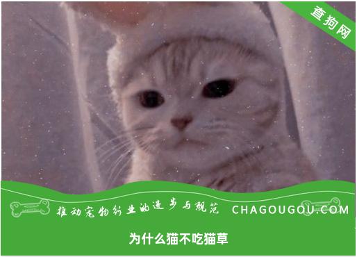 为什么猫不吃猫草