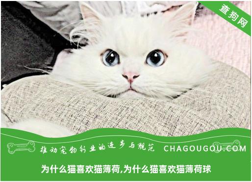 为什么猫喜欢猫薄荷,为什么猫喜欢猫薄荷球