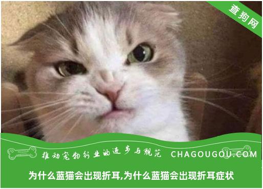 为什么蓝猫会出现折耳,为什么蓝猫会出现折耳症状