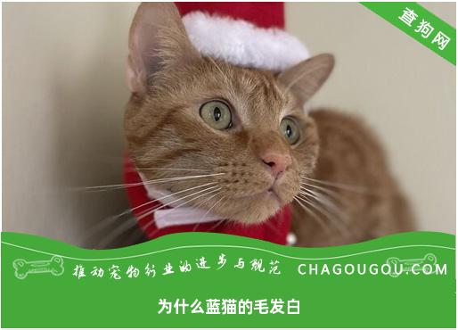 为什么蓝猫的毛发白