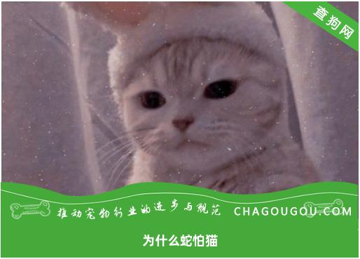 为什么蛇怕猫