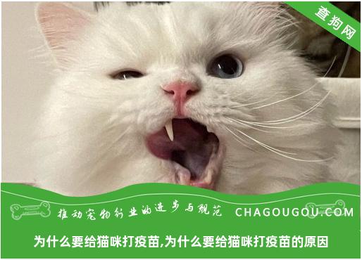 为什么要给猫咪打疫苗,为什么要给猫咪打疫苗的原因