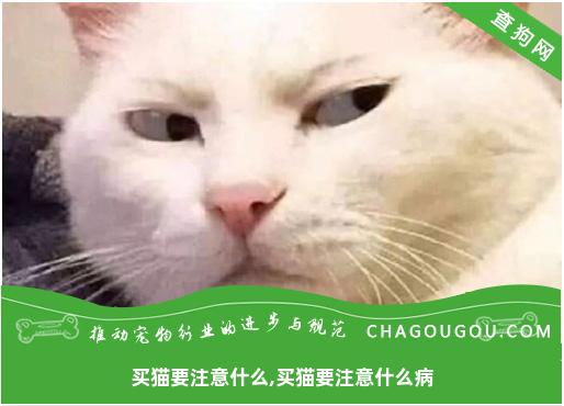 买猫要注意什么,买猫要注意什么病