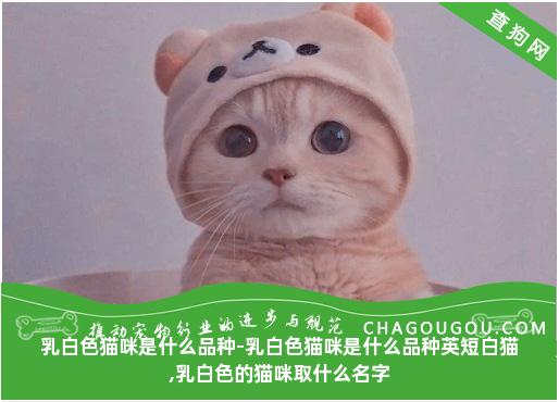 乳白色猫咪是什么品种-乳白色猫咪是什么品种英短白猫,乳白色的猫咪取什么名字