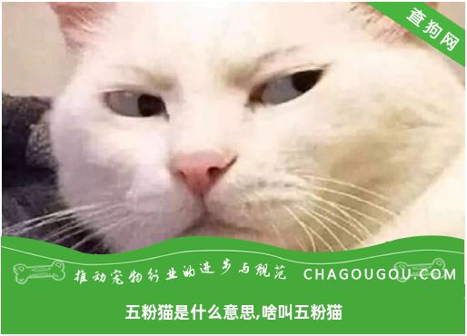 五粉猫是什么意思,啥叫五粉猫