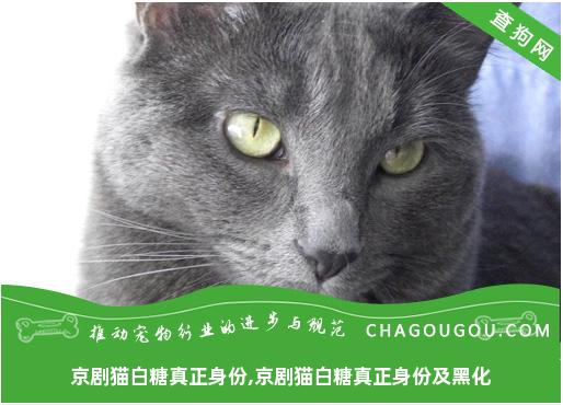 京剧猫白糖真正身份,京剧猫白糖真正身份及黑化