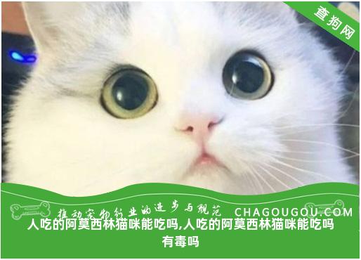 人吃的阿莫西林猫咪能吃吗,人吃的阿莫西林猫咪能吃吗有毒吗