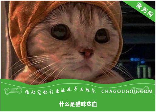 什么是猫咪贫血