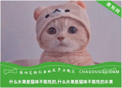 什么水果是猫咪不能吃的,什么水果是猫咪不能吃的水果