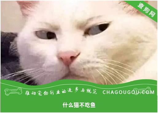 什么猫不吃鱼