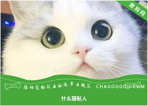 什么猫粘人