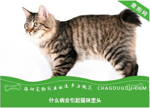 什么病会引起猫咪歪头